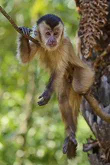 An attentive capuchin monkey hangs on a branch in the jungle and observes its surroundings