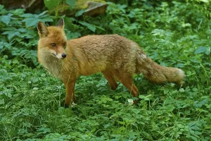 An attentive fox observes the surroundings in the green forest