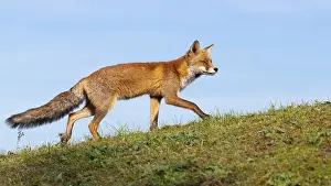Attentive fox (Vulpes vulpes) on a tree