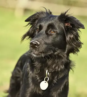Attentive Labrador (retriever)