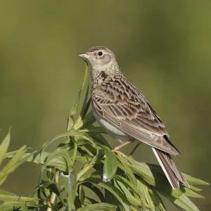 Attentive... Skylark (Alauda arvensis)