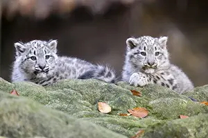 Two attentive snow leopard cubs lying behind a log