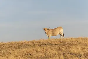 Aubrac cow in a dry pasture in summer