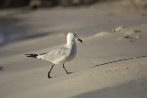 Audouin's gull on the beach of Punta Prima on Menorca<br> Audouin's gull on the beach of Punta Prima on Menorca
