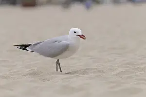 Audouin's gull (Ichthyaetus audouinii)<br> Audouin's gull (Ichthyaetus audouinii)