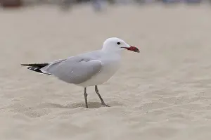 Audouin's gull (Ichthyaetus audouinii)<br> Audouin's gull (Ichthyaetus audouinii)