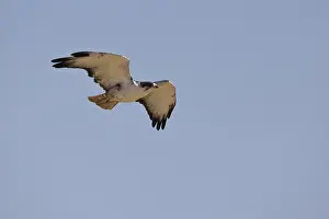 Augur Buzzard (Buteo augur) flying