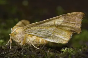 August thorn moth (Ennomos quercinaria)