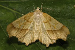 August thorn moth (Ennomos quercinaria)