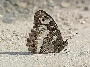 Aulocera circe, White Forest Porter