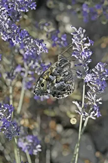 Aulocera circe, White Forest Porter
