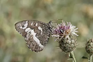 Aulocera circe, White Forest Porter