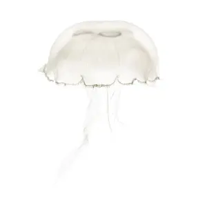 Aurelia aurita also called the common jellyfish against white background