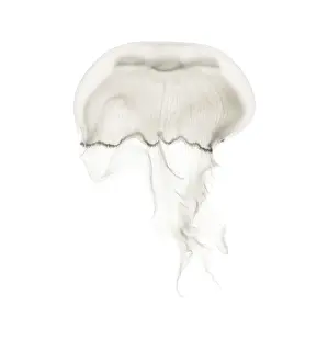 Aurelia aurita also called the common jellyfish against white background