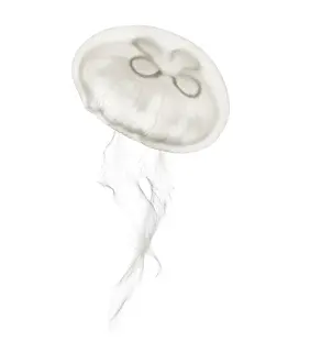 Aurelia aurita also called the common jellyfish against white background