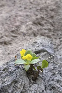 Auricle or Platenigl (Primula auricula)