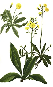 Auricula muris, lesser hawkweed