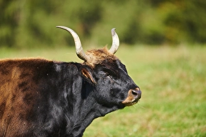 Aurochs (Bos primigenius) portrait