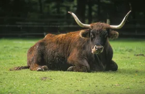 Aurochs (Bos primigenius) or primal effigy breed