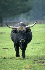 Aurochs (Bos primigenius) or primal effigy breed