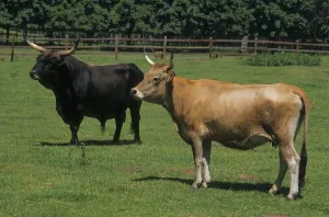 Aurochs (Bos primigenius) or primal effigy breeding
