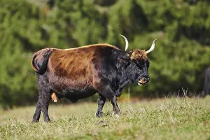 Aurochs (Bos primigenius) standing on a meadow in autumn