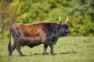 Aurochs (Bos primigenius) standing on a meadow in autumn