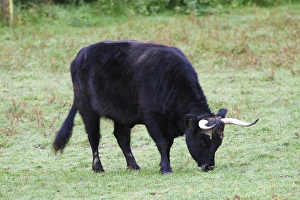 Aurochs bull (Bos primigenius)