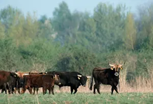 Aurochs, domestic cattle (Bos primigenius taurus)