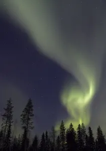 Aurora Borealis, over coniferous forest at night