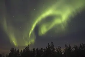 Aurora Borealis, over coniferous forest at night