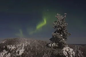 Fascination Winter - Magic Of The Northern Light Prints: Aurora Borealis, over snow covered coniferous forest in moonlight