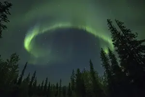 Aurora Borealis and stars over coniferous forest