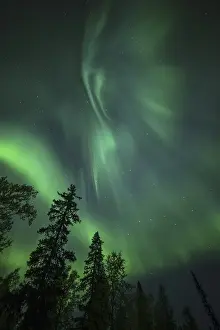 Aurora Borealis and stars over coniferous forest