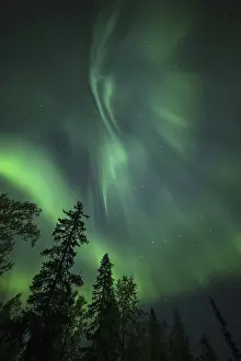 Aurora Borealis and stars over coniferous forest