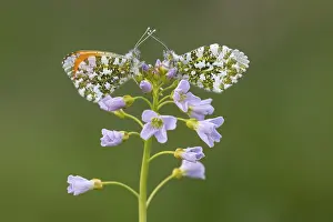 Aurora butterfly (Anthocharis cardamines) on meadowfoam