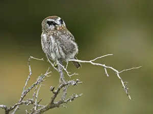 Austral Pygmy-owl (Glaucidium nana) adult