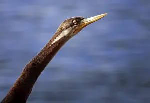 Australasian darter (Anhinga novaehollandiae)