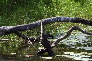 Australasian darter (Anhinga novaehollandiae)