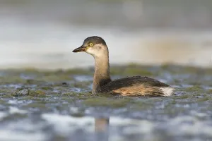 Australasian Grebe (Tachybaptus novaehollandiae)