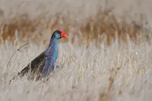 Australasian Swamphen (Porphyrio melanotus melanotus)
