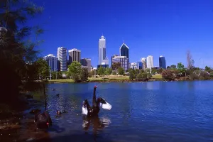 Australia: The skyline of Perth with a black swan