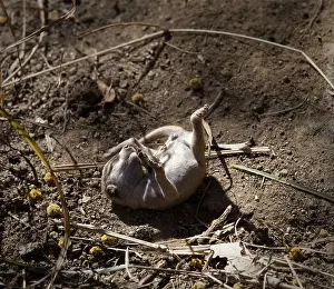 Australian baby Meerkat lying on its back on sandy ground