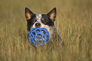 Australian Cattle Dog, toy in mouth