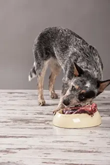 Australian Cattle Dog, young dog eating raw deer meat