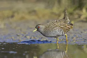 Australian Crake (Porzana fluminea)
