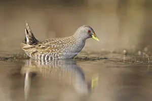 Australian Crake (Porzana fluminea)