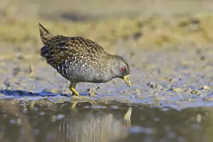 Australian Crake (Porzana fluminea)