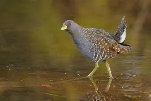 Australian Crake (Porzana fluminea)