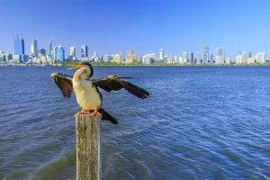 Australian darter on a wooden pillar spreads its wings to dry on the Swan River in Perth